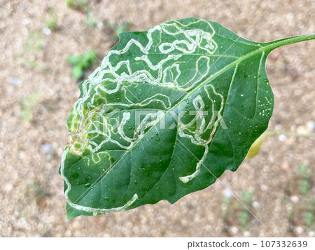 Ekaki beetle (larva of leafminer fly) Ekaki beetle (larva of leafminer fly) 107332639