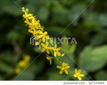 Yellow flowers of Agrimony japonica Yellow flowers of Agrimony japonica 107332660