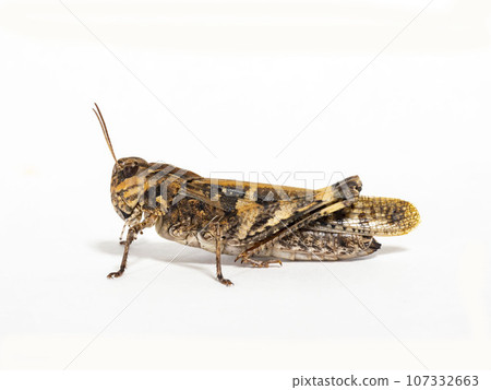 白色背景上的蚱蜢 107332663