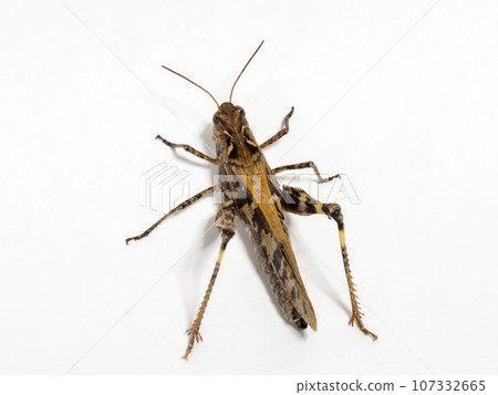 白色背景上的蚱蜢 107332665