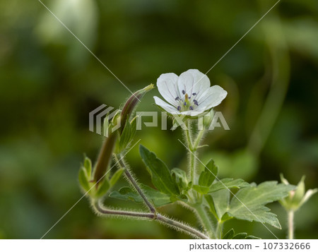 White flower garden shouko 107332666