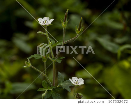 樹蔭下盛開的元野莊花 樹蔭下盛開的元野莊花 107332672