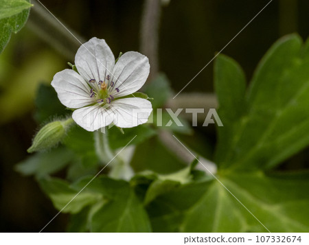 Gennoshoko flowers blooming in the shade 107332674