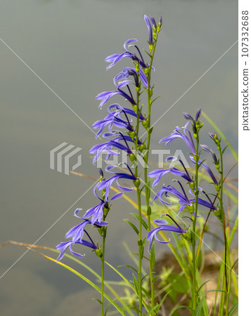 池塘邊盛開的澤木峽 池塘邊盛開的澤木峽 107332688