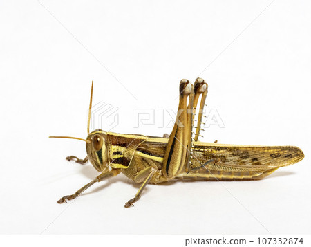 白色背景上的蝗蟲 107332874
