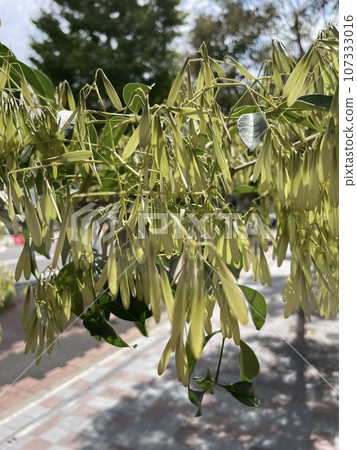 日本白蠟樹(Fraxinus griffithii)的果實:常綠喬木上長有帶翅果實的枝條。 日本白蠟樹(Fraxinus griffithii)的果實:常綠喬木上長有帶翅果實的枝條。 107333016