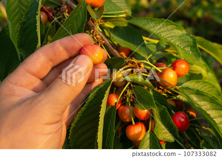 Harvest of cherries. Close-up of a man's hand picking a ripe cherry berry from a branch Harvest of cherries. Close-up of a man's hand picking a ripe cherry berry from a branch 107333082