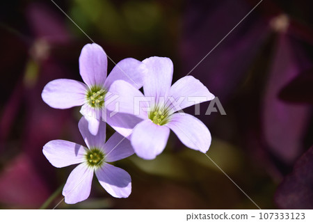 Oxalis · Regnellie 107333123