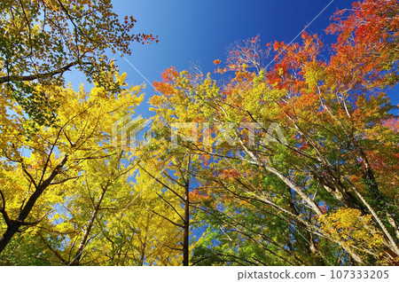 自然公園「三重縣立森林」的紅葉充滿活力 107333205