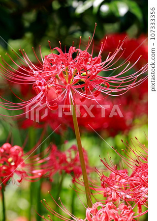 在稻田裡盛開的群集孤挺花 107333356