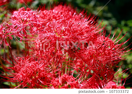 在稻田裡盛開的群集孤挺花 107333372