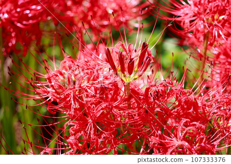 A cluster amaryllis that blooms in a rice field A cluster amaryllis that blooms in a rice field 107333376