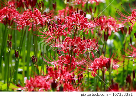 A cluster amaryllis that blooms in a rice field A cluster amaryllis that blooms in a rice field 107333381