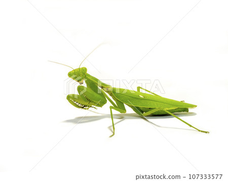 Yellow-bellied praying mantis on white background Yellow-bellied praying mantis on white background 107333577