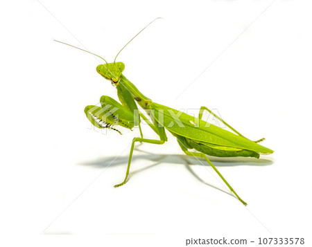 Yellow-bellied praying mantis on white background 107333578