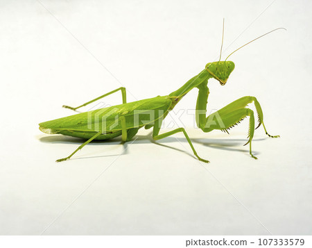 白色背景上的黃腹螳螂 107333579