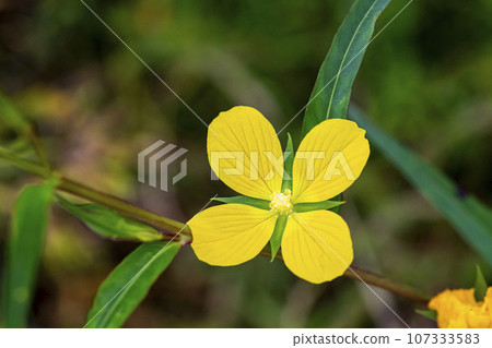 開花在河岸的黃色牛蒡花 107333583