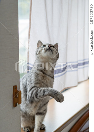 窗貓薩巴特拉貓 107333780