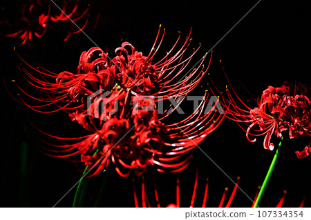 紅色群集孤挺花 紅色群集孤挺花 107334354