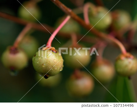 The blue fruit of Mokkoku (Kuso), which began to ripen on a rainy day in September 107334496