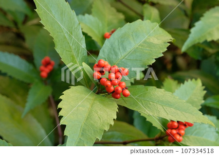 Sri fresh red fruit Sri fresh red fruit 107334518