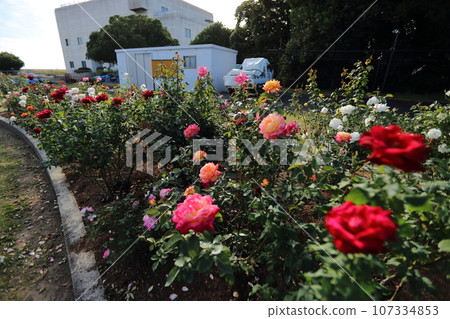 Arao City Ominous Citizen Flower Bed Rose Flower, 107334853