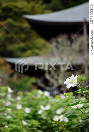Kamakura September Zuisenji Temple 1 Fuyo Kamakura September Zuisenji Temple 1 Fuyo 107335369