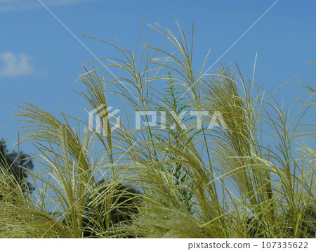 芒草 107335622