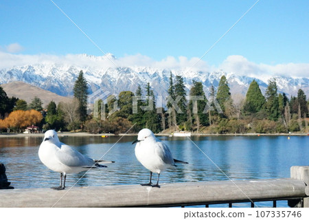 Beautiful background and young seagulls Beautiful background and young seagulls 107335746