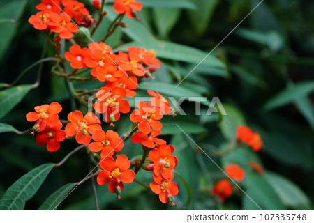 A small orange flower found in a botanical garden A small orange flower found in a botanical garden 107335748