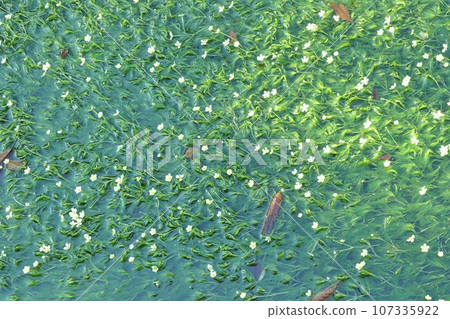Underwater flowers Underwater flowers 107335922