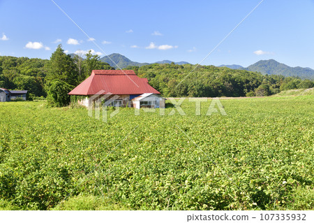 拍攝北海道厚沙布町秋天紅豆田的景色,紅豆正在成熟。 拍攝北海道厚沙布町秋天紅豆田的景色,紅豆正在成熟。 107335932