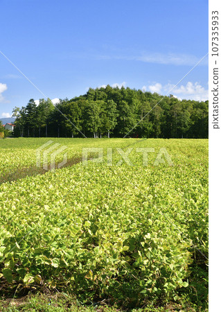 拍攝北海道厚沙布町秋天紅豆田的景色，紅豆正在成熟。 107335933