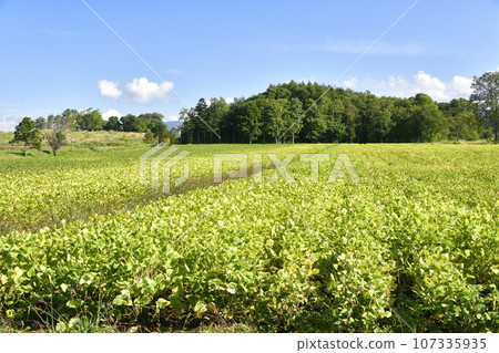 Photographing the scenery of a red bean field in autumn in Assabu Town, Hokkaido, ripening for fruition. 107335935