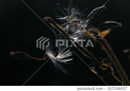 芭蕾舞天竺葵 1 芭蕾舞天竺葵 1 107336057