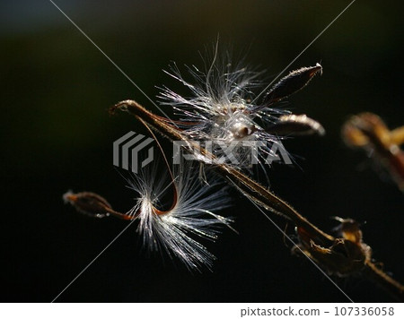 ballerina geranium 2 ballerina geranium 2 107336058
