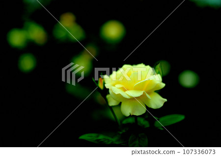 Yellow roses I saw in my neighborhood Yellow roses I saw in my neighborhood 107336073