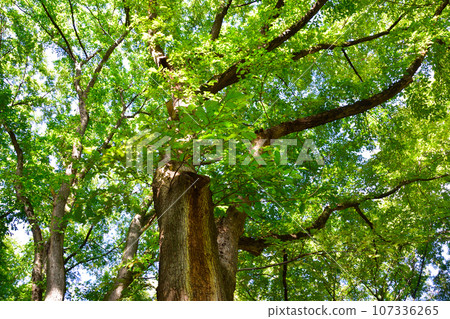 Large tree Haru elm 107336265