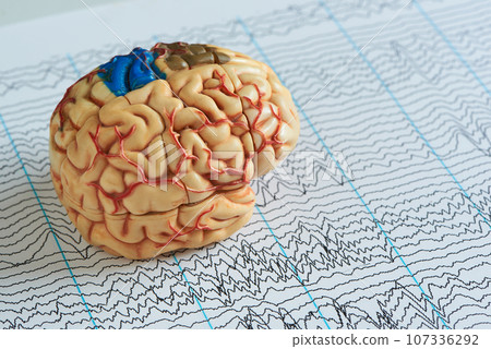 Brain model on EEG waves paper Brain model on EEG waves paper 107336292