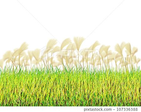 Susuki of the meadow swaying in the wind 107336388
