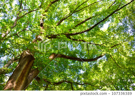 Large tree Haru elm 107336389