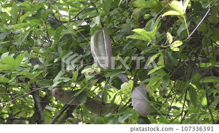 Akebi fruit 107336391