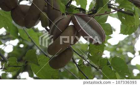 Akebi fruit 107336393
