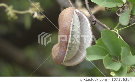 Akebi fruit 107336394