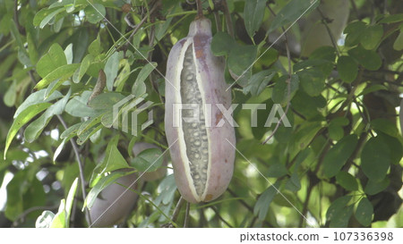 Akebi fruit 107336398