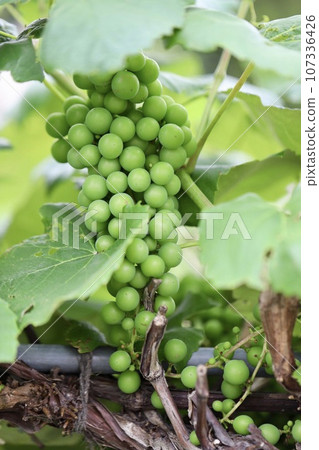 果園裡的葡萄在葡萄藤變色之前就已經結滿了果實 107336426