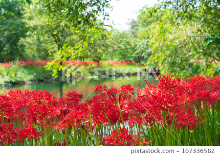河川環境天堂、蜘蛛百合盛開<岐阜縣各務原市> 107336582