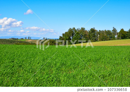 Hill Town Biei Town Hill Town Biei Town 107336658