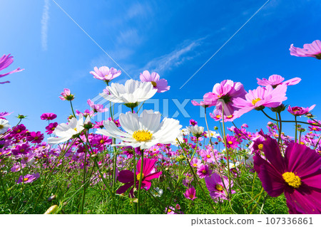 [兵庫縣] 10月藍天假期，遊覽淡路花敷的大波斯菊 107336861