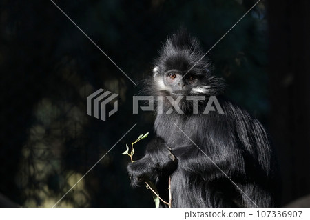 François Walterton looking at the camera François Walterton looking at the camera 107336907